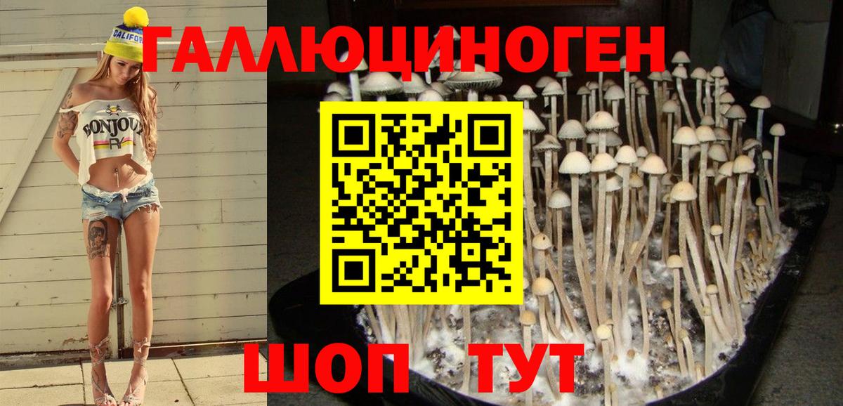 Галлюциногенные грибы Psilocybine cubensis Георгиевск